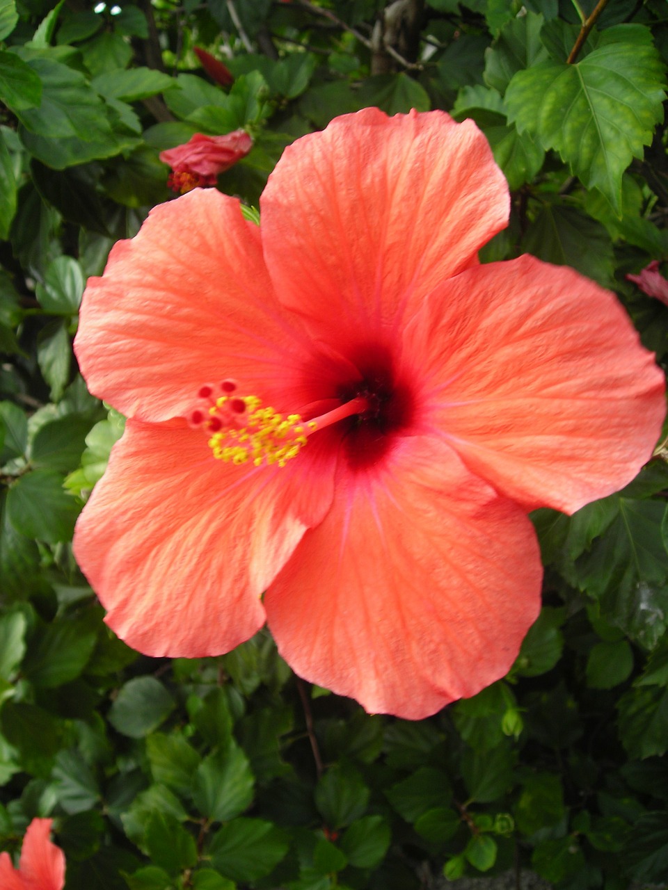 Hibiscus, Žiedas, Žydėti, Oranžinė, Gėlė, Mallow, Zefyras, Nemokamos Nuotraukos,  Nemokama Licenzija