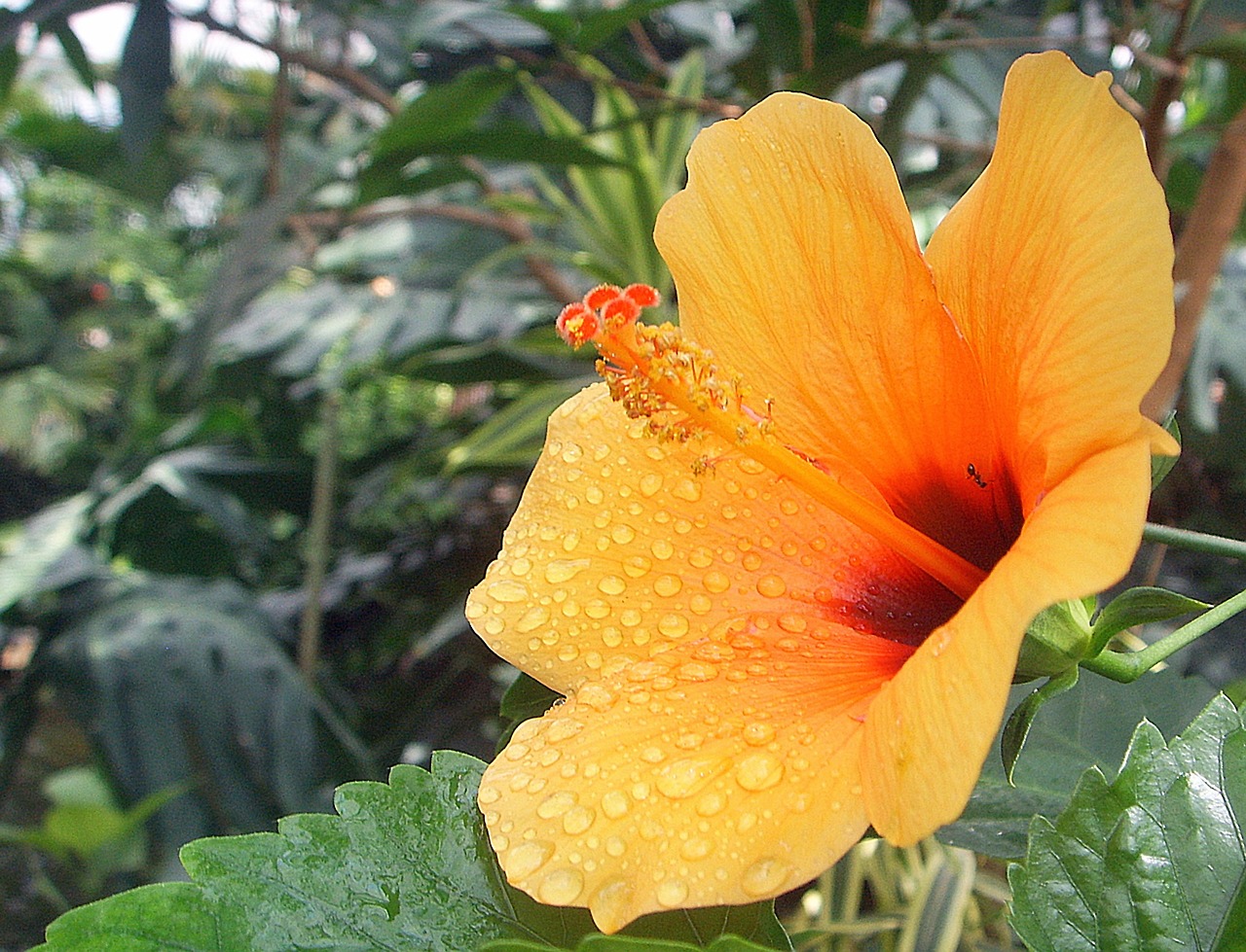 Hibiscus, Žiedas, Žydėti, Vanduo, Lašelinė, Liūtys, Geltona, Makro, Žiedlapis, Augalas