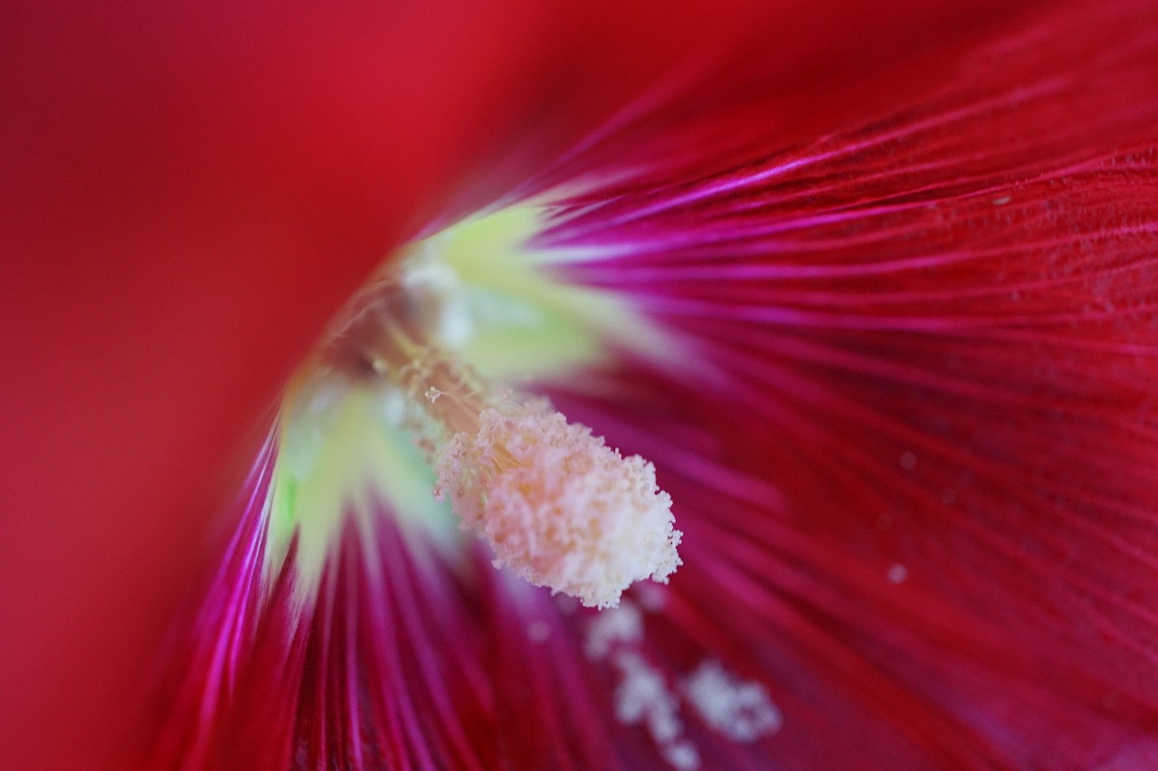 Hibiscus, Raudona, Makro, Žiedas, Žydėti, Gėlė, Nemokamos Nuotraukos,  Nemokama Licenzija