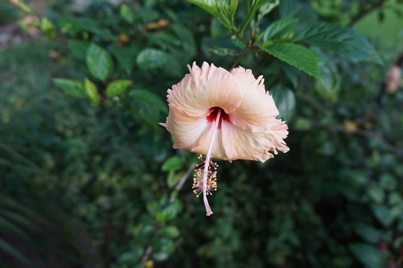 Hibiscus, Gėlė, Žiedas, Žydėti, Augalas, Nemokamos Nuotraukos,  Nemokama Licenzija