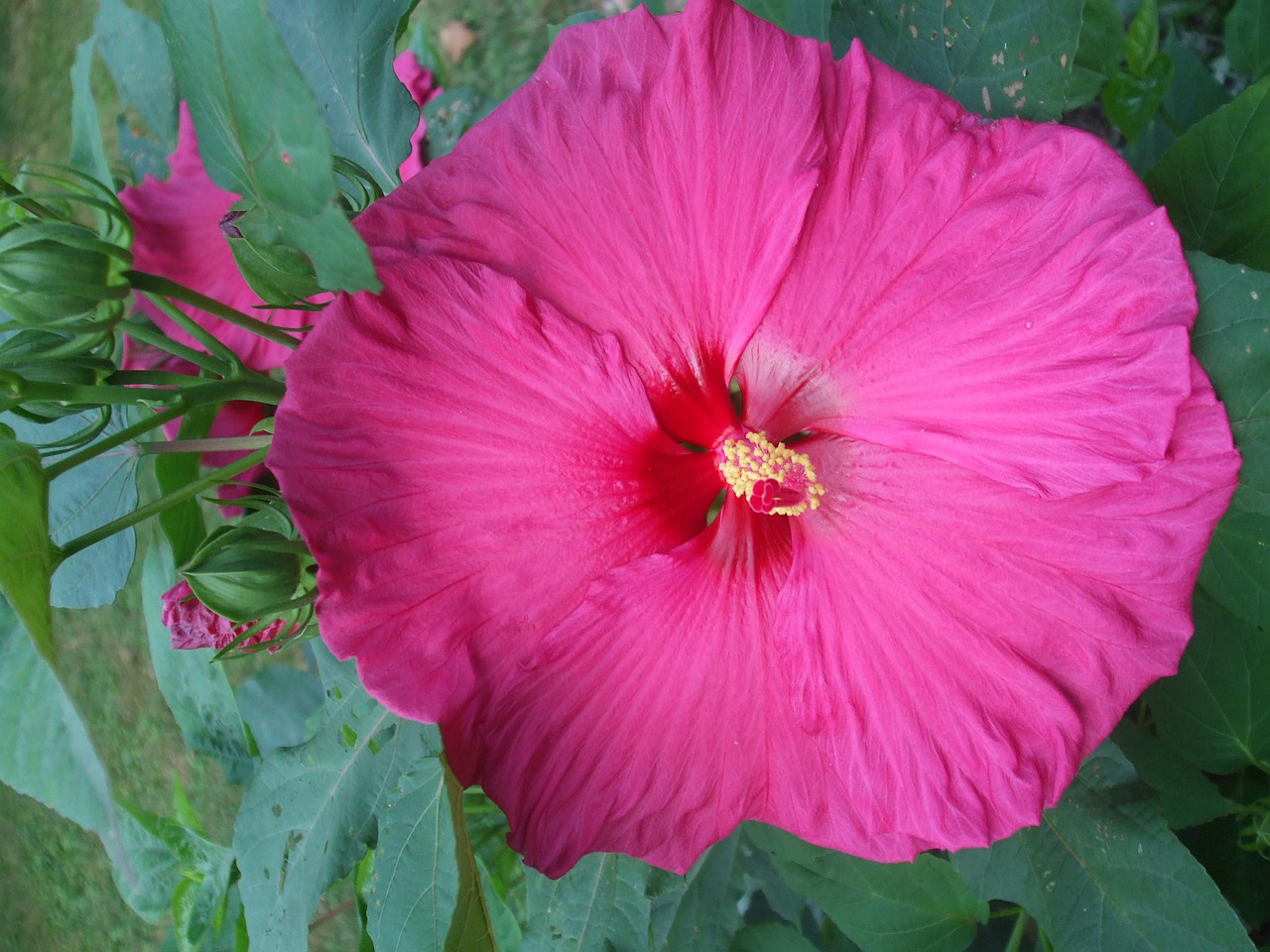 Hibiscus, Raudona, Gėlė, Žiedas, Nemokamos Nuotraukos,  Nemokama Licenzija