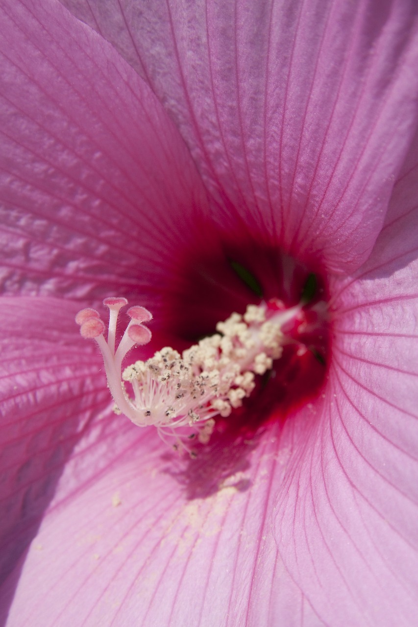 Hibiscus, Kinijos Rožė Eibisch, Kinijos Rožė, Žydintis Augalas, Mallow, Malvaceae, Gėlė, Flora, Rožinis, Sepals