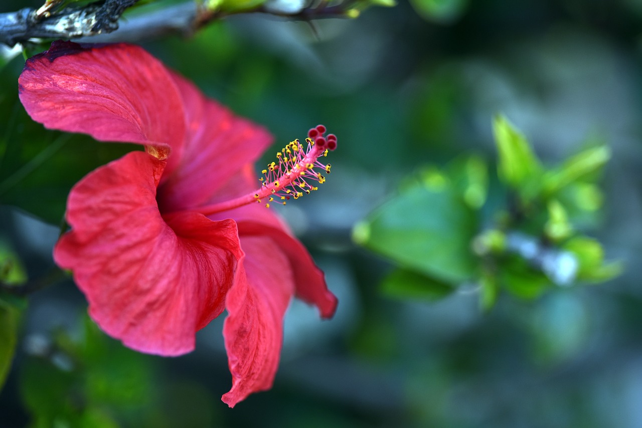 Hibiscus,  Raudona,  Gėlė,  Pistil,  Augalas,  Ispanija, Nemokamos Nuotraukos,  Nemokama Licenzija