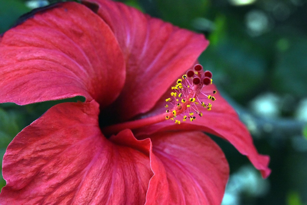 Hibiscus,  Raudona,  Gėlė,  Pistil,  Augalas,  Ispanija, Nemokamos Nuotraukos,  Nemokama Licenzija