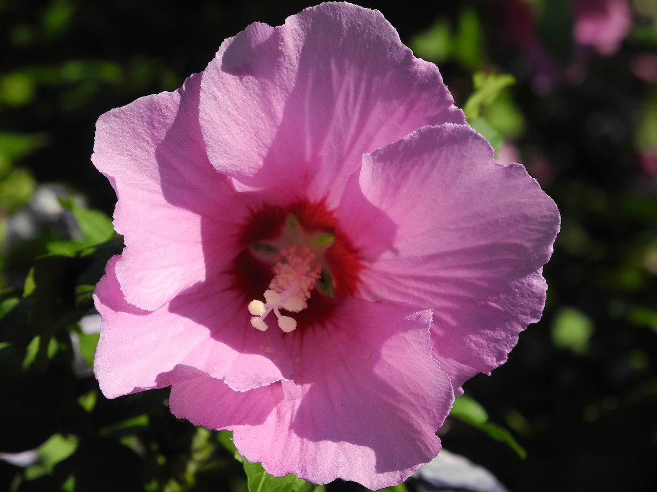 Hibiscus, Žiedas, Žydėti, Rožinis, Mallow, Uždaryti, Nemokamos Nuotraukos,  Nemokama Licenzija