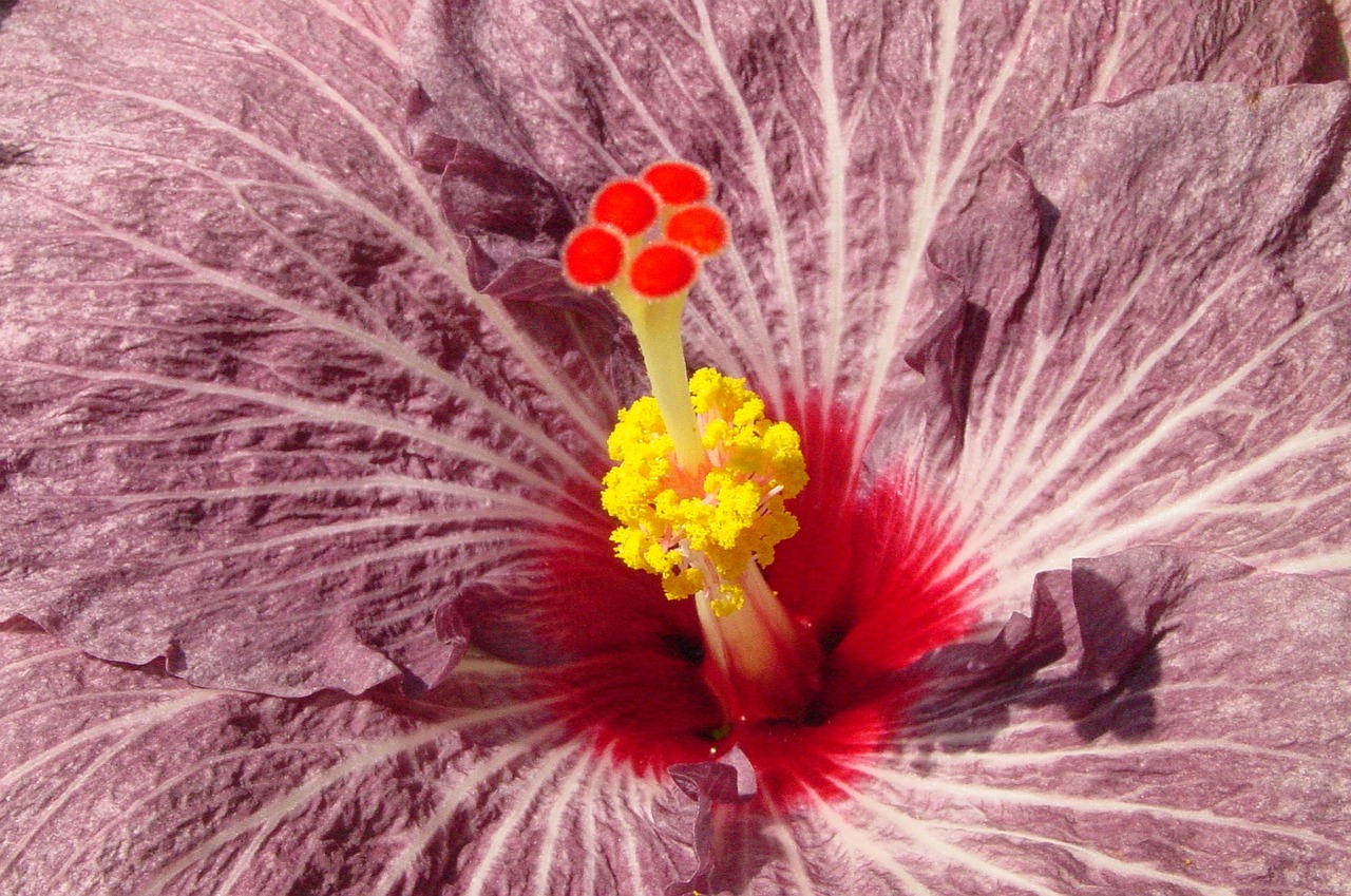 Hibiscus,  Gėlės,  Gamta,  Gėlė,  Žiedlapiai,  Augalas,  Sodas,  Egzotinis Augalas, Nemokamos Nuotraukos,  Nemokama Licenzija