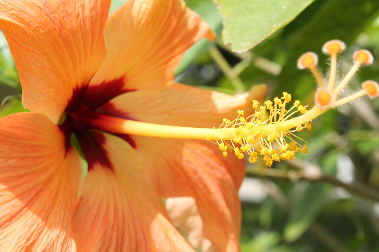 Hibiscus, Pavasaris, Gėlė, Gamta, Vasara, Augalas, Atogrąžų, Žiedas, Žiedlapis, Persikas