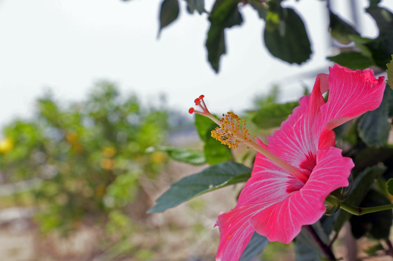 Hibiscus, Gėlės, Rožinis, Sodas, Nemokamos Nuotraukos,  Nemokama Licenzija