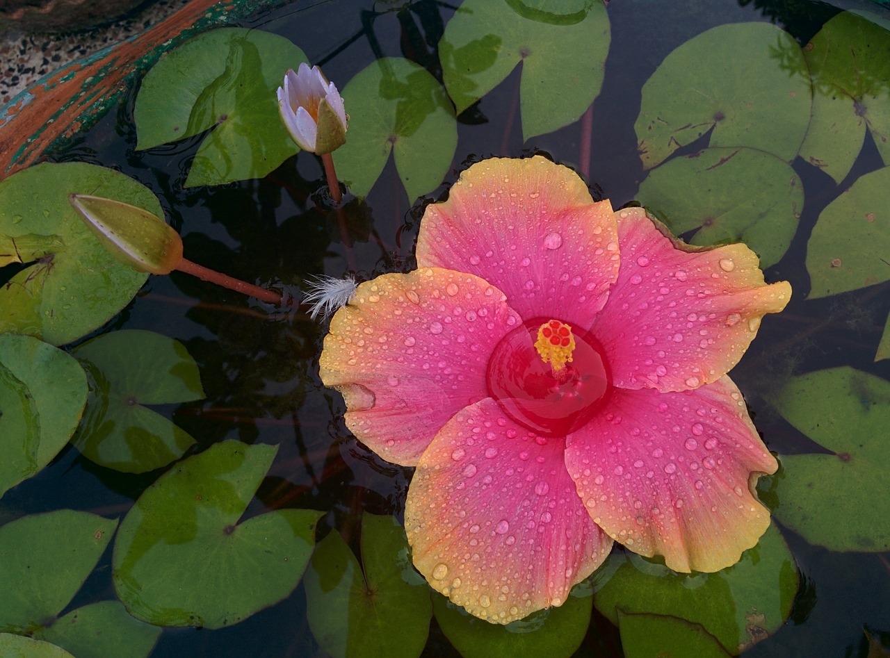 Hibiscus, Lotosas, Gėlė, Sodas, Nemokamos Nuotraukos,  Nemokama Licenzija