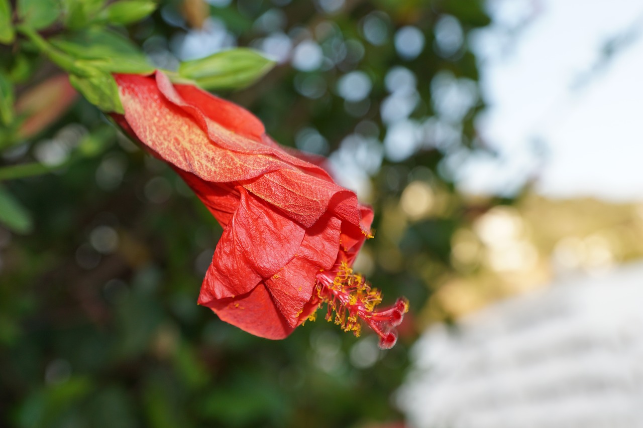 Hibiscus,  Gėlė,  Raudona,  Pavasaris,  Kvepalai,  Aromatas,  Kvepalai,  Veikliosios Medžiagos,  Kosmetika,  Spa