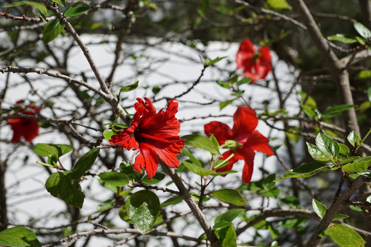 Hibiscus, Gėlė, Raudona, Mallow, Žiedas, Žydėti, Pavasaris, Kvepalai, Aromatas, Kvepalai