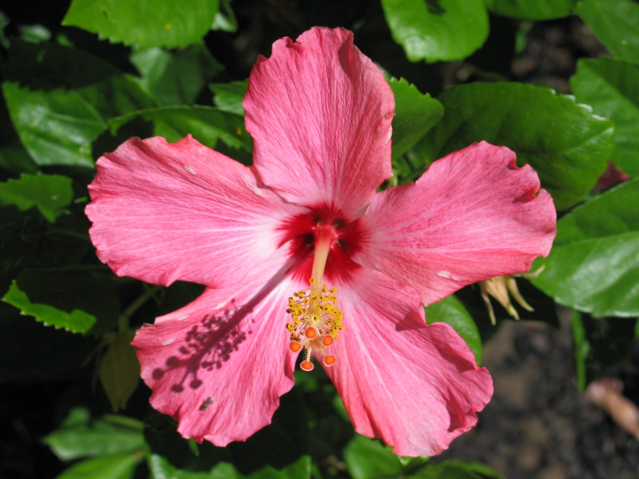 Hibiscus,  Rožinis,  Botanikos,  Gėlė,  Lėktuvas,  Flora,  Sodas, Nemokamos Nuotraukos,  Nemokama Licenzija