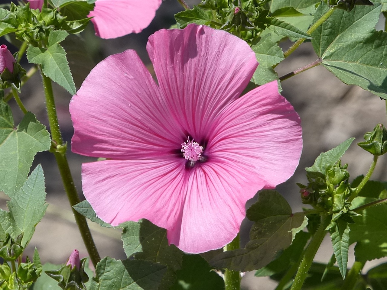 Hibiscus, Violetinė, Žiedas, Žydėti, Nemokamos Nuotraukos,  Nemokama Licenzija