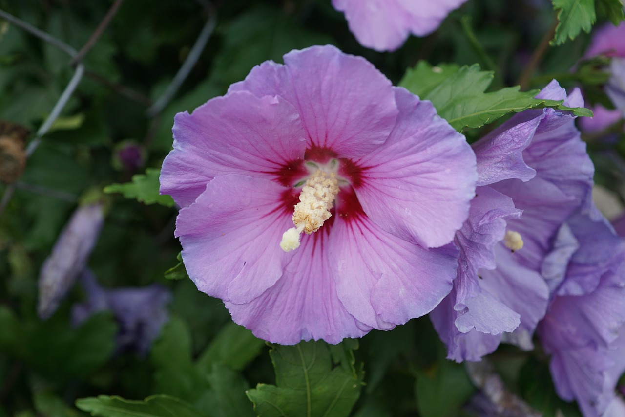 Hibiscus, Gėlė, Žiedas, Žydėti, Mallow, Dekoratyvinis Augalas, Vasara, Gamta, Egzotiškas, Augalas