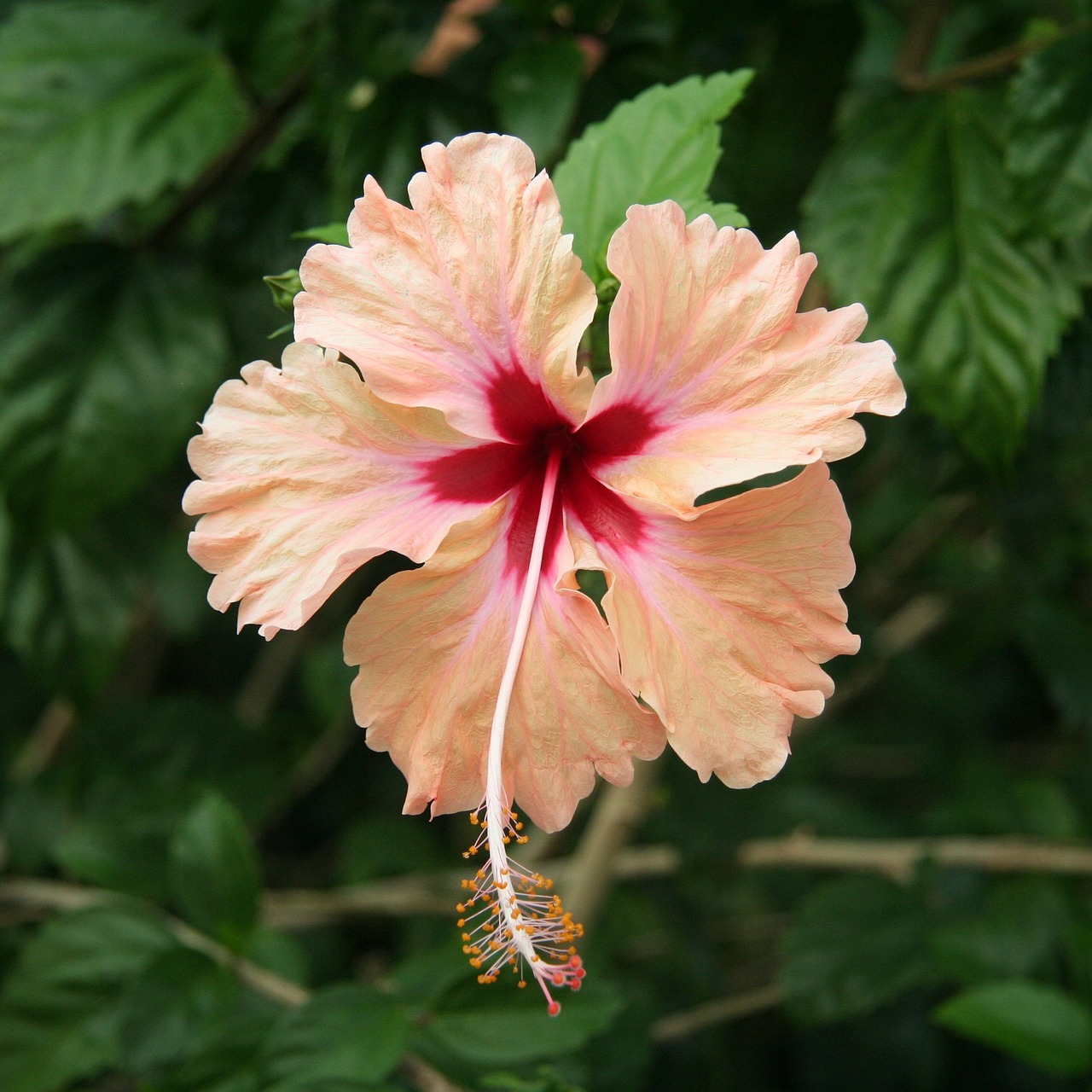 Hibiscus, Gėlė, Gėlių, Atogrąžų, Egzotiškas, Gamta, Žalias, Botanikos, Žiedas, Džiunglės