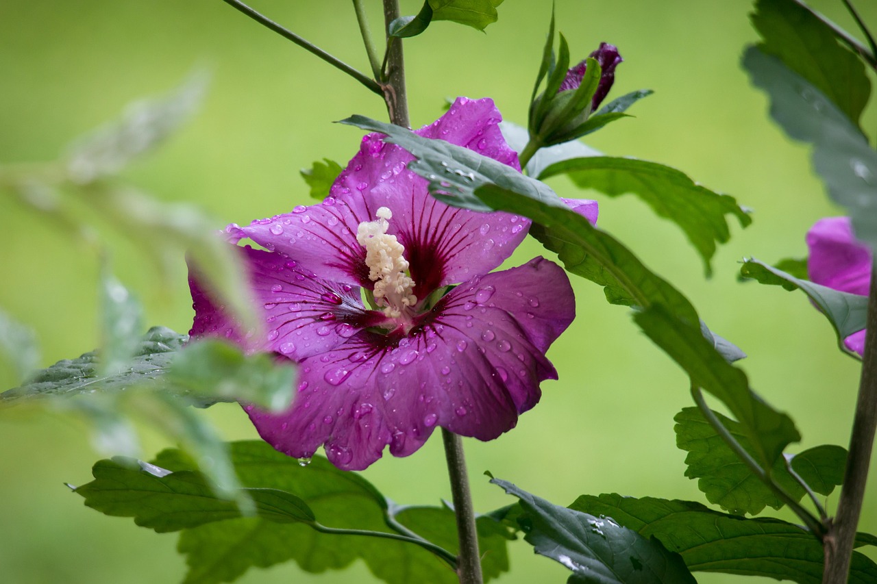 Hibiscus, Mallow, Žiedas, Žydėti, Rožinis, Žydėti, Violetinė, Violetinė, Lašelinė, Lietus