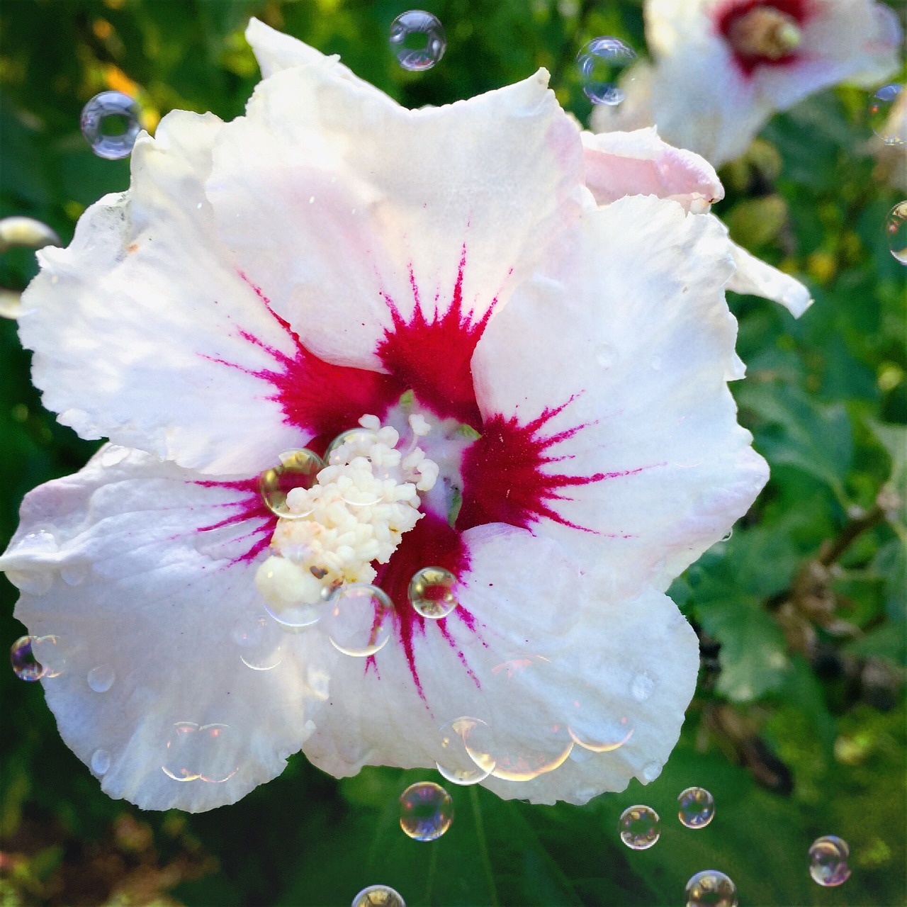 Hibiscus, Gėlė, Balta, Uždaryti, Rožinis, Žydėti, Nemokamos Nuotraukos,  Nemokama Licenzija