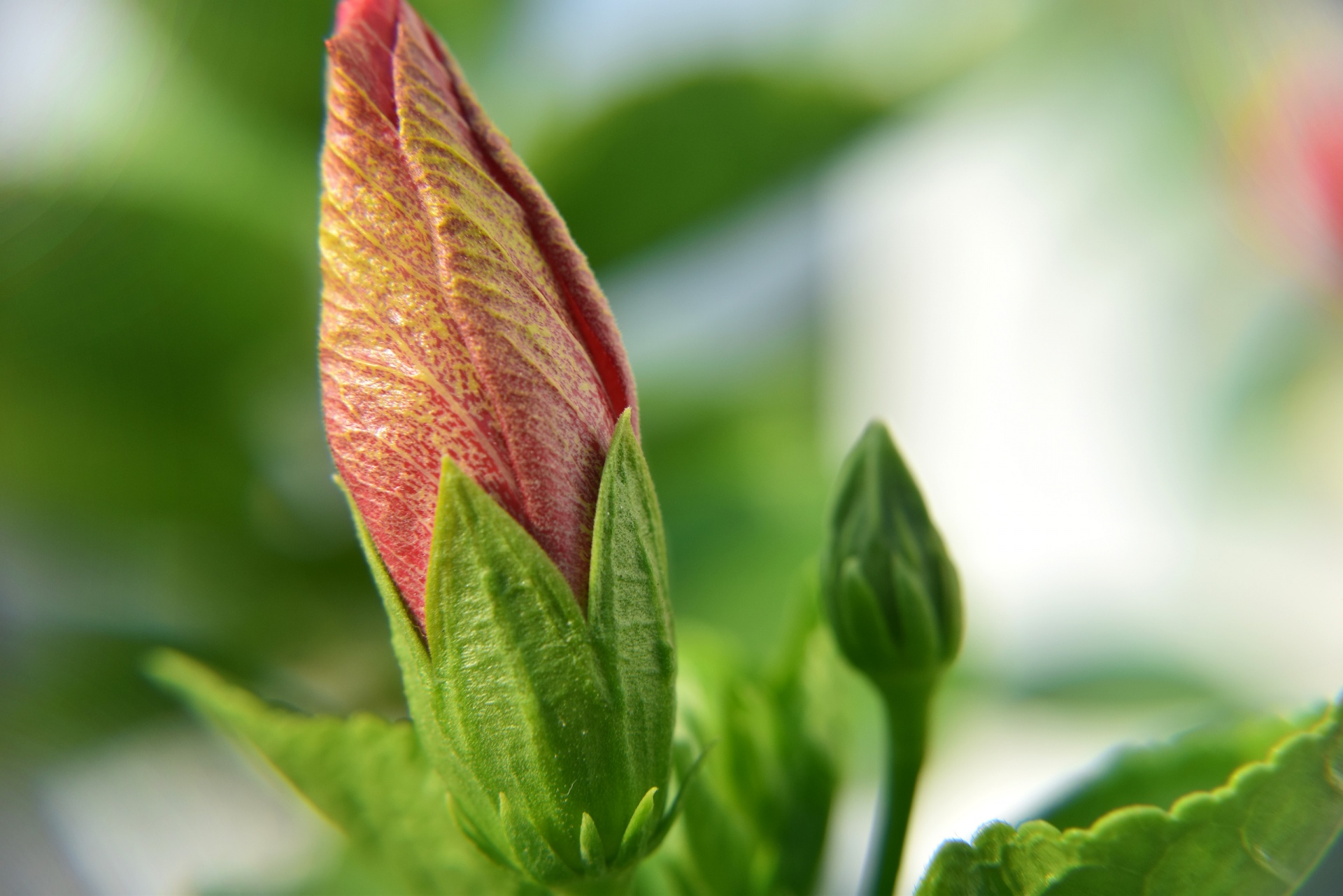 Hibiscus,  Budas,  Gėlė,  Gamta,  Lapija,  Raudona,  Žydėti,  Hibiscus Bud 2, Nemokamos Nuotraukos,  Nemokama Licenzija