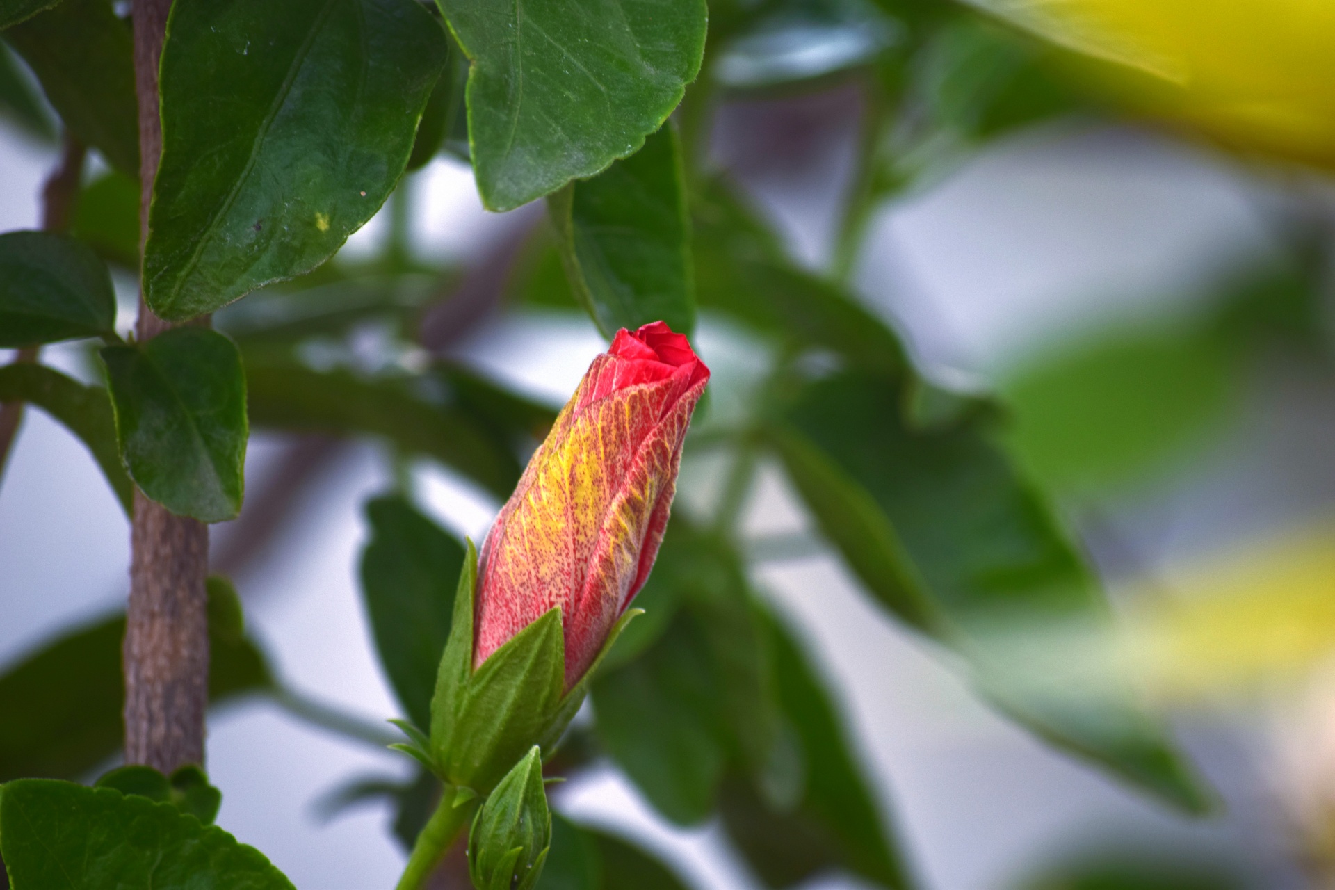 Hibiscus,  Raudona,  Pumpurai,  Gamta,  Lapai,  Hibiscus Pumpurai 4, Nemokamos Nuotraukos,  Nemokama Licenzija