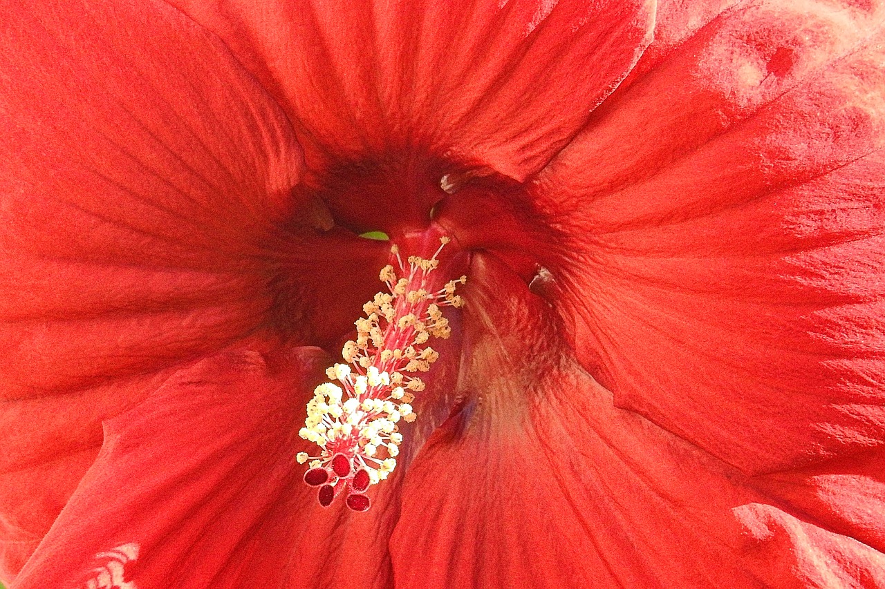 Hibiscus Gėlė, Milžiniškas Hibiscus, Raudona, Hibiscus, Pistil, Nemokamos Nuotraukos,  Nemokama Licenzija