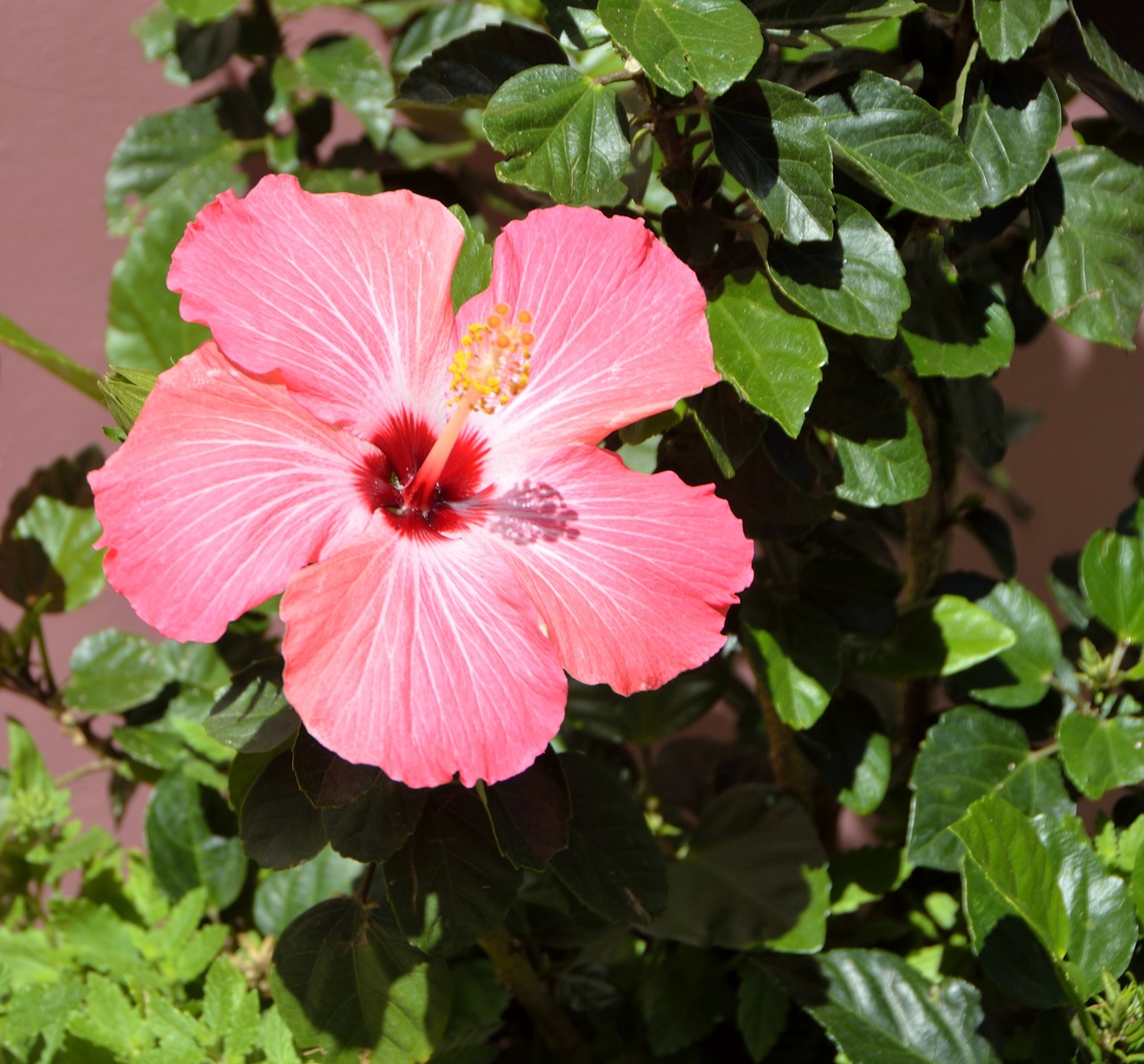 Hibiscus Gėlė, Gyvas, Rožinis, Atogrąžų, Gėlė, Žiedas, Augalas, Žiedlapis, Spalvinga, Gamta