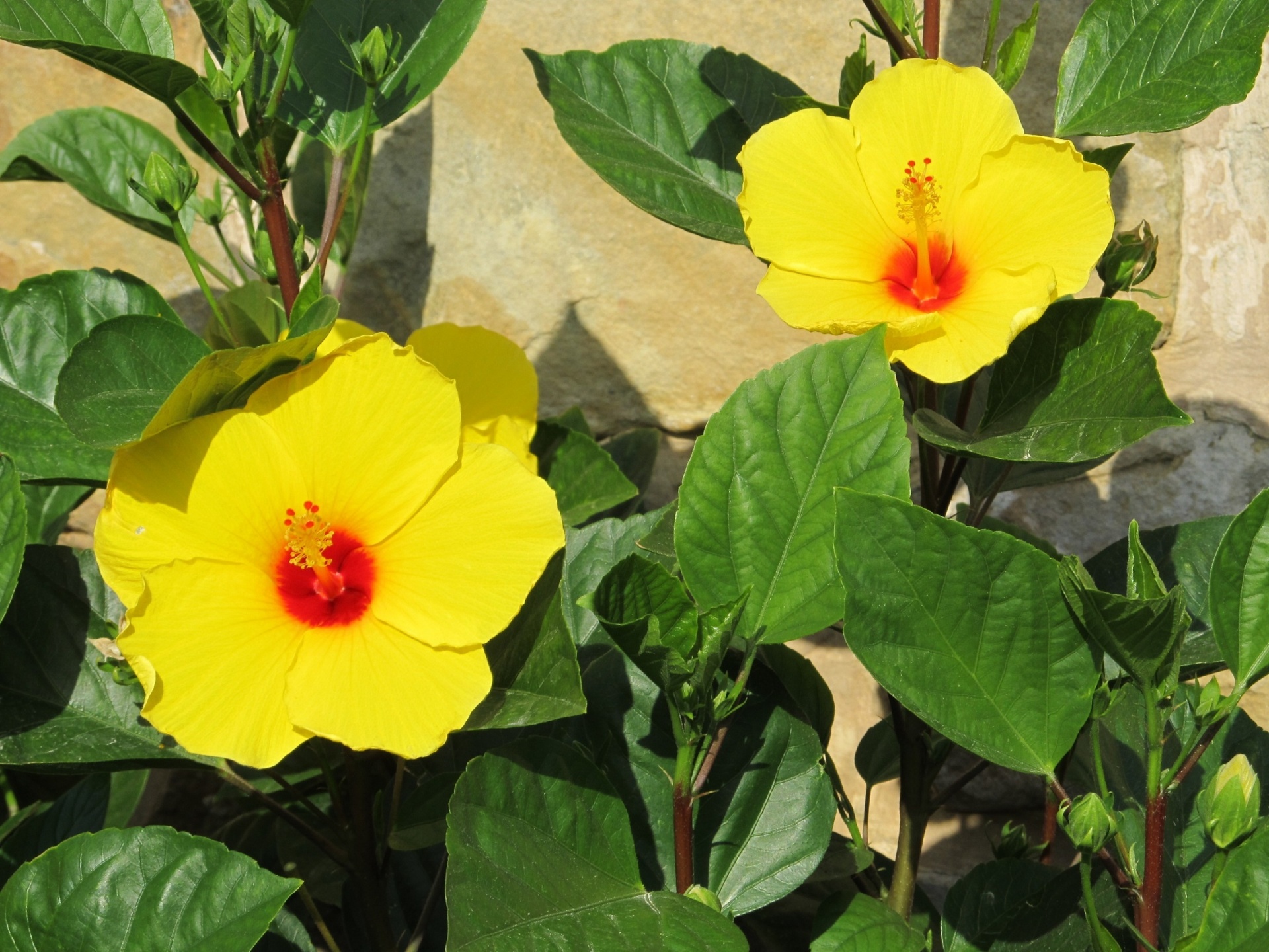 Gėlės,  Hibiscus,  Geltona,  Žiedlapiai,  Žydi,  Žiedai,  Žydi,  Augalai,  Viešasis & Nbsp,  Domenas