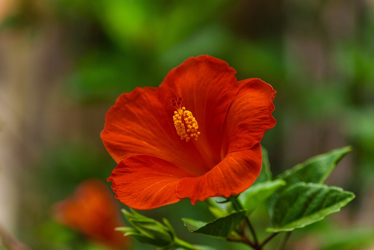 Hibiscus Gėlės, Gražios Gėlės, Gėlės, Augalas, Nemokamos Nuotraukos,  Nemokama Licenzija