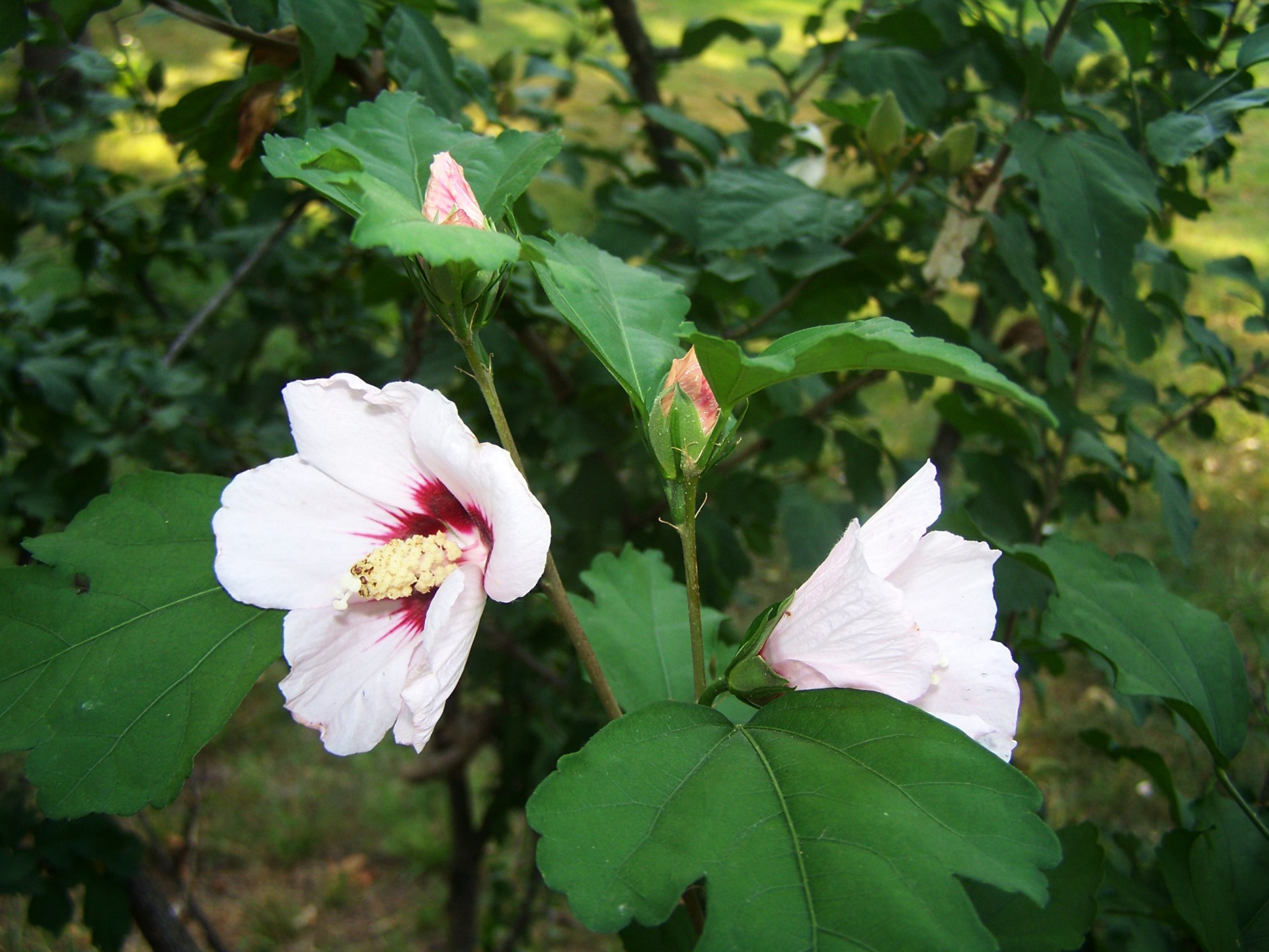 Hibiscus,  Gėlė,  Krūmas,  Balta & Nbsp,  Gėlė,  Gamta,  Hibiscus Gėlės, Nemokamos Nuotraukos,  Nemokama Licenzija