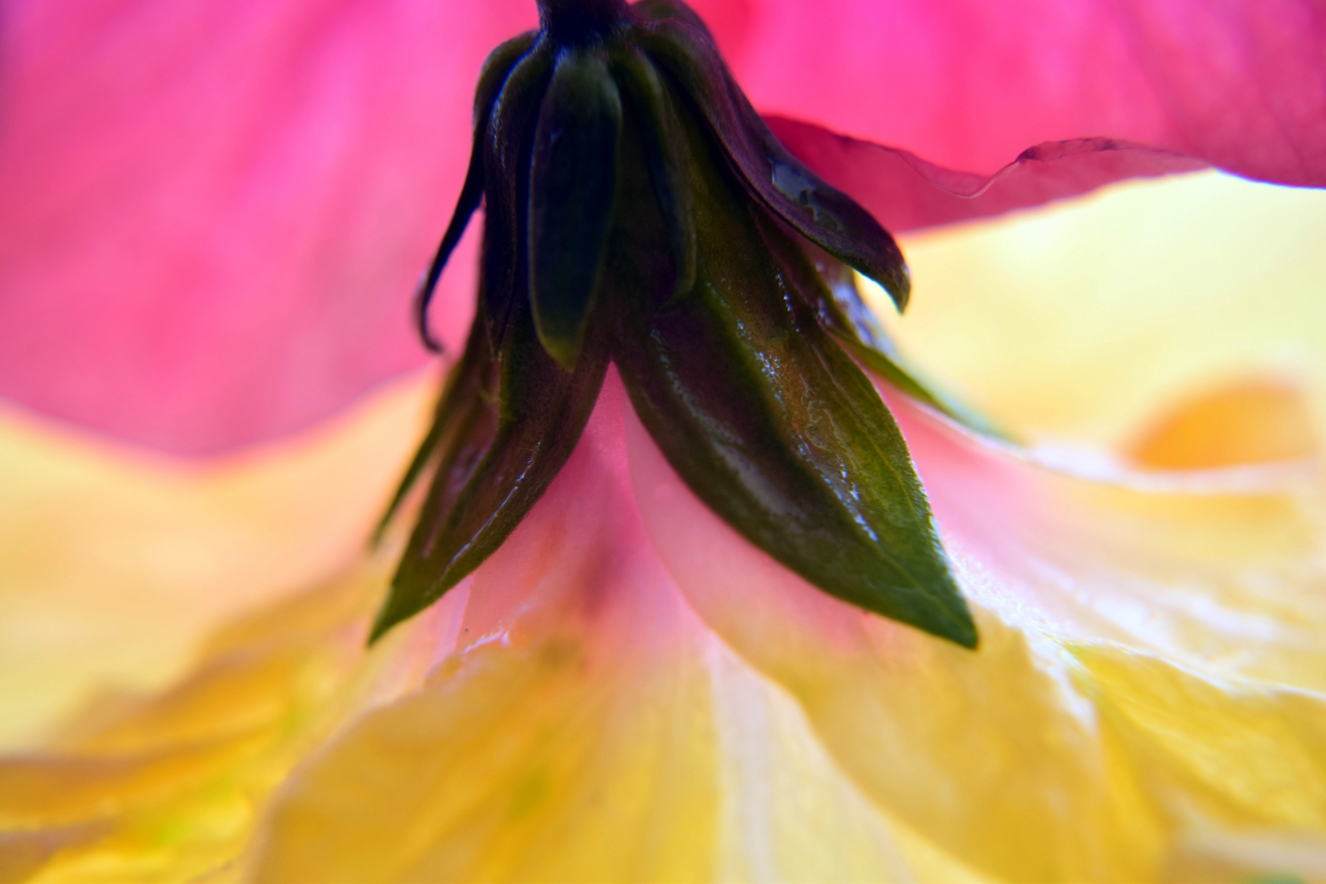 Hibiscus,  Gėlė,  Gamta,  Raudona,  Sodas,  Žiedlapiai,  Hibiscus Macro 14, Nemokamos Nuotraukos,  Nemokama Licenzija