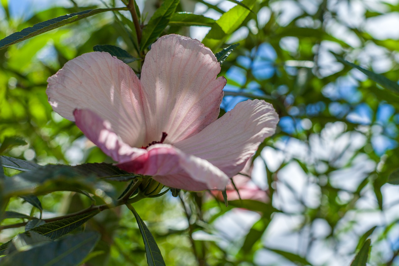 Hibiscus Rožinė Gėlė, Kinija Pakilo, Havajų Hibiscus, Miestelio Sodas, Nemokamos Nuotraukos,  Nemokama Licenzija