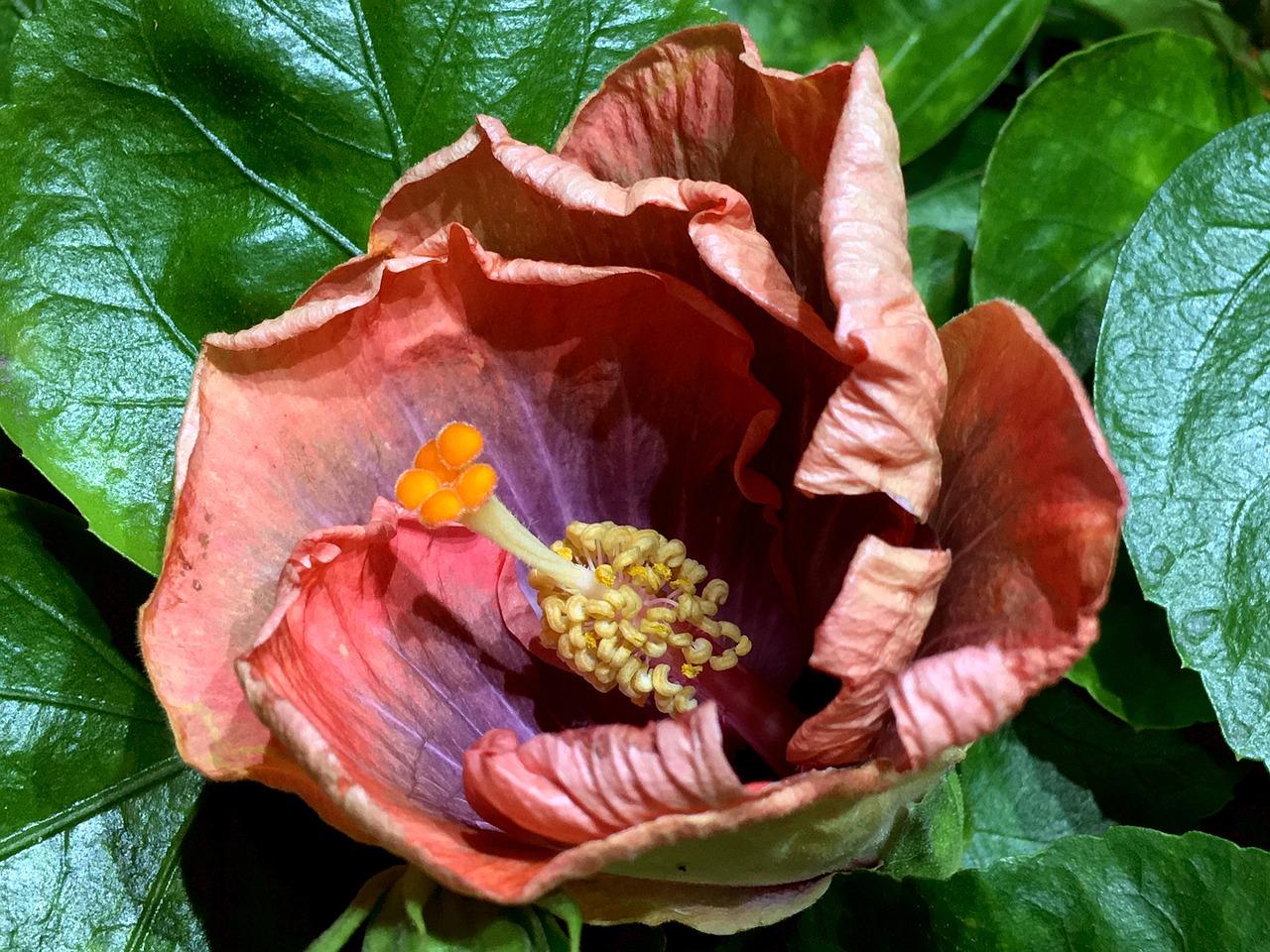 Hibiscus Violetinė,  Žiedlapių Oranžinė,  Gėlė,  Sodas,  Pobūdį,  Rožinė Žiedlapių,  Žiedlapiai,  Oranžinė,  Ibisco Rožinė,  Žydėjimo