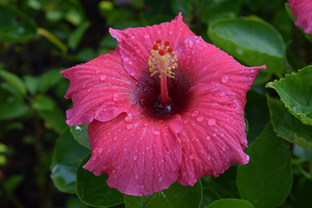Hibiscus Rosa-Sinensis, Gėlė, Rožinis, Nemokamos Nuotraukos,  Nemokama Licenzija