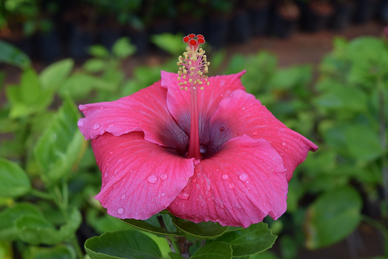 Hibiscus Rosa-Sinensis, Gėlė, Gili Rožinė, Nemokamos Nuotraukos,  Nemokama Licenzija