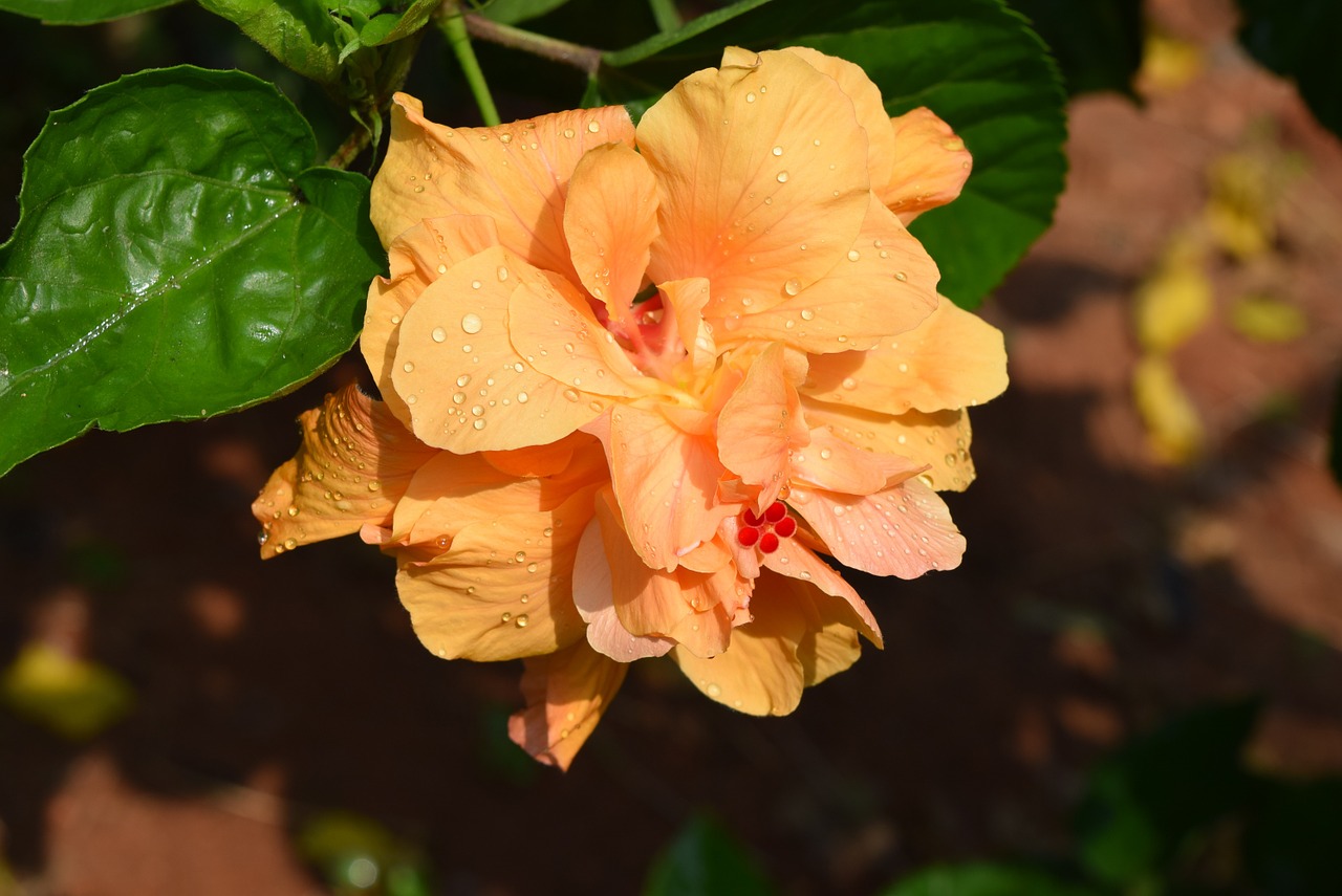 Hibiscus Rosa-Sinensis, Gėlė, Aukso Dviguba, Nemokamos Nuotraukos,  Nemokama Licenzija