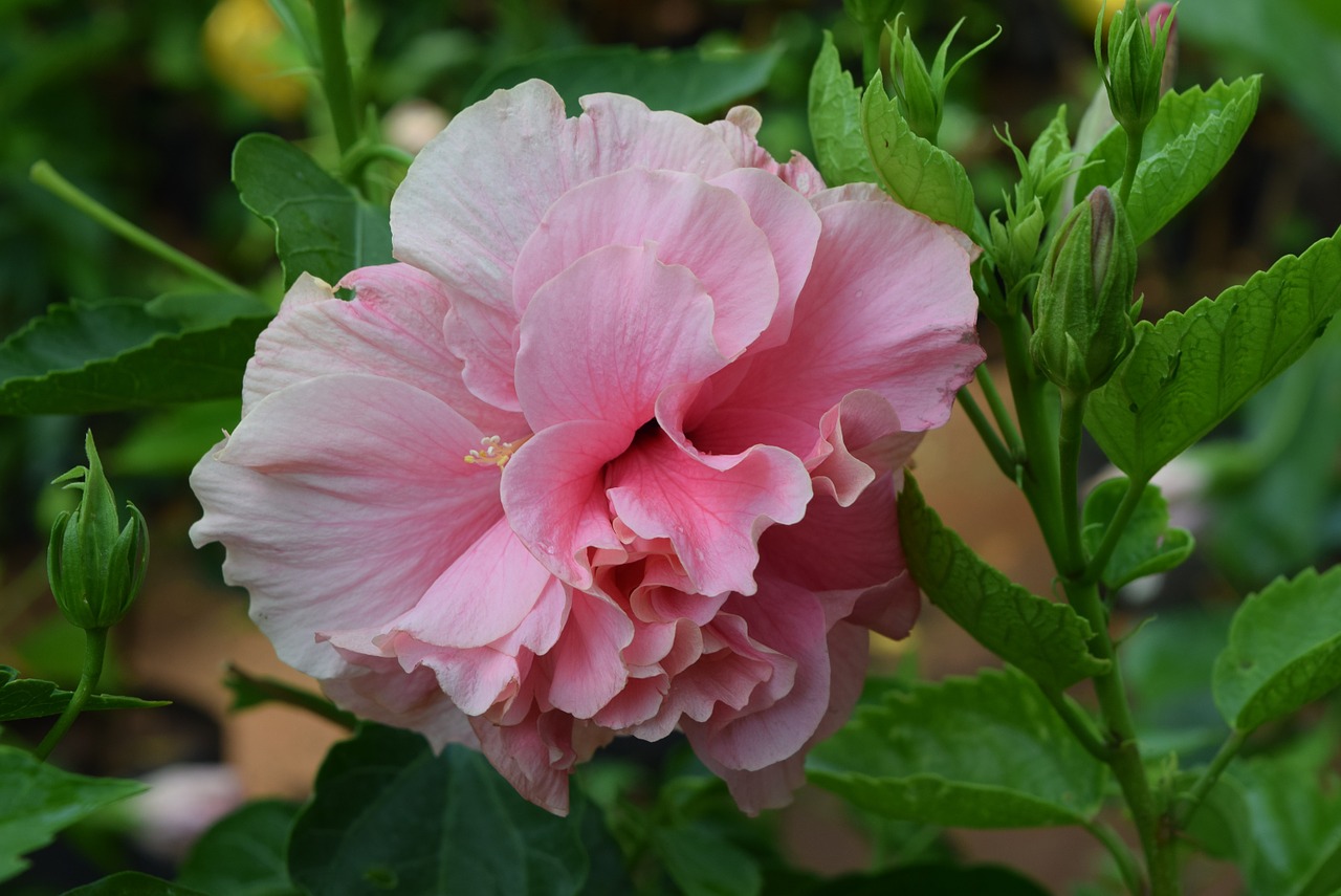 Hibiscus Rosa-Sinensis, Gėlė, Rožinis, Nemokamos Nuotraukos,  Nemokama Licenzija