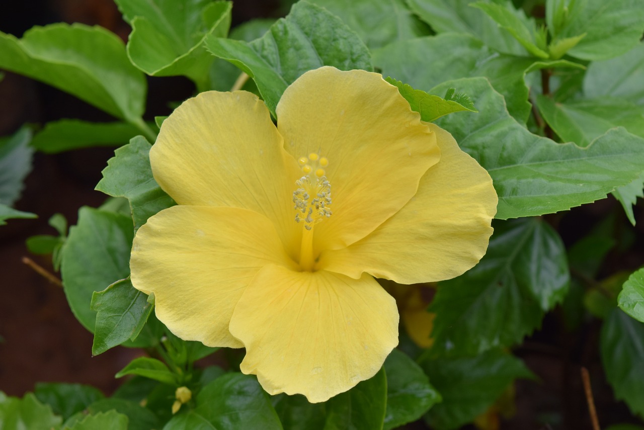 Hibiscus Rosa-Sinensis, Hibiscus, Gėlė, Geltona, Nemokamos Nuotraukos,  Nemokama Licenzija