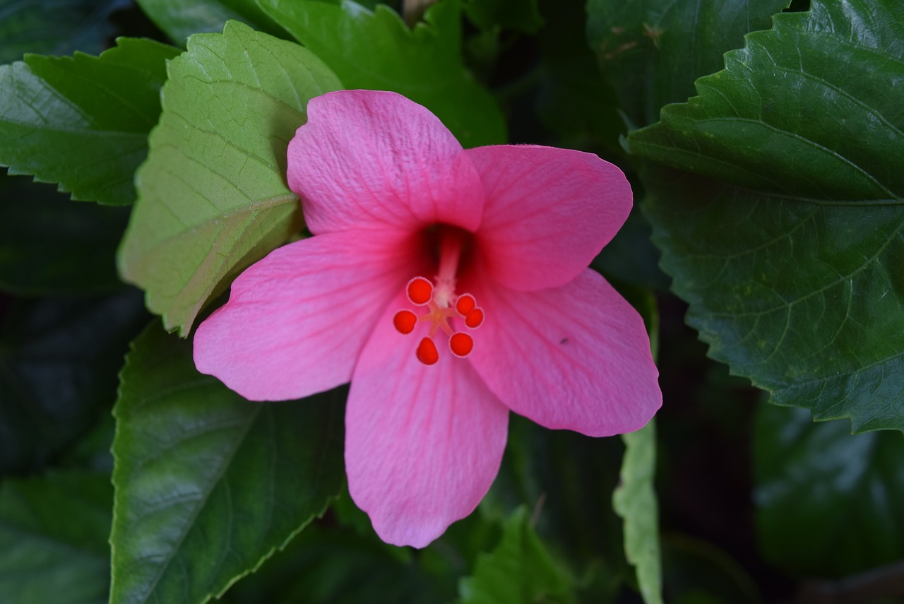 Hibiscus Rosa-Sinensis, Gėlė, Raudona, Nemokamos Nuotraukos,  Nemokama Licenzija