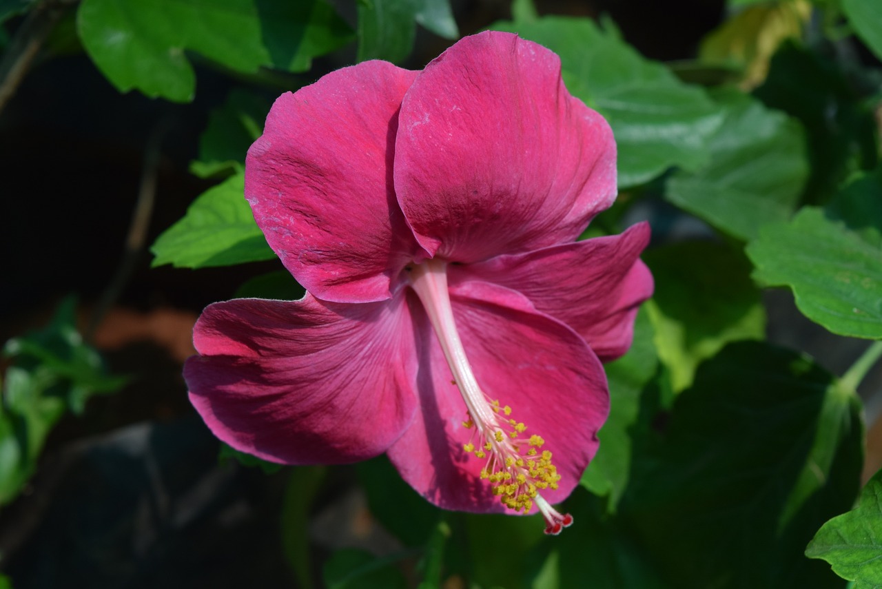 Hibiscus Rosa-Sinensis, Gėlė, Raudona, Nemokamos Nuotraukos,  Nemokama Licenzija