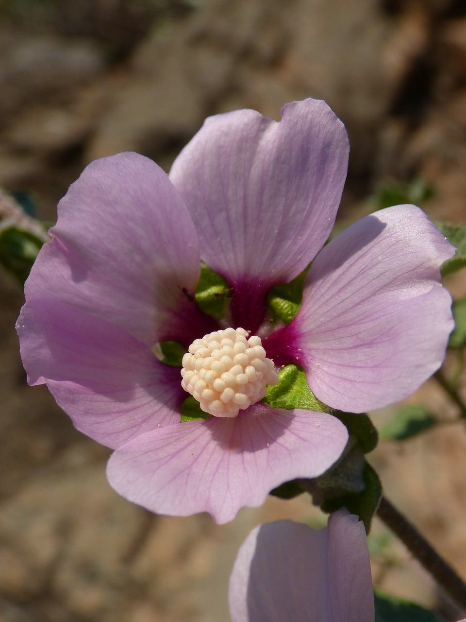 Hibiscus Syriacus, Siera Kyla, Laukinė Gėlė, Išsamiai, Viduržemio Jūros Floros, Nemokamos Nuotraukos,  Nemokama Licenzija