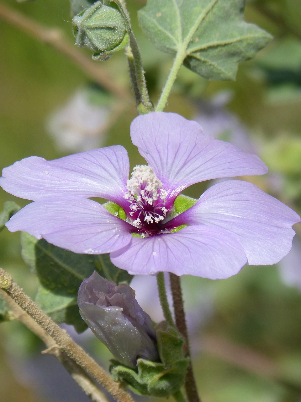 Hibiscus Syriacus,  Sirijietiško Rose,  Laukinių Gėlių,  Gėlė,  Augalų,  Pobūdį,  Lapas, Nemokamos Nuotraukos,  Nemokama Licenzija