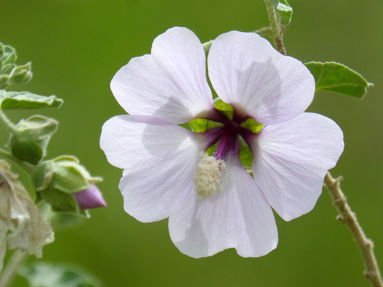 Hibiscus Syriacus,  Sirijietiško Rose,  Laukinių Gėlių,  Gėlė,  Pobūdį,  Augalų,  Sodas, Nemokamos Nuotraukos,  Nemokama Licenzija