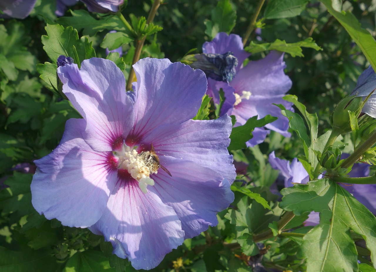 Hibiscus Syriacus,  Hibiscus,  Sodas,  Augalų,  Kuokelis,  Pobūdį,  Apdulkinimas,  Spaudas,  Iš Arti,  Žiedlapiai