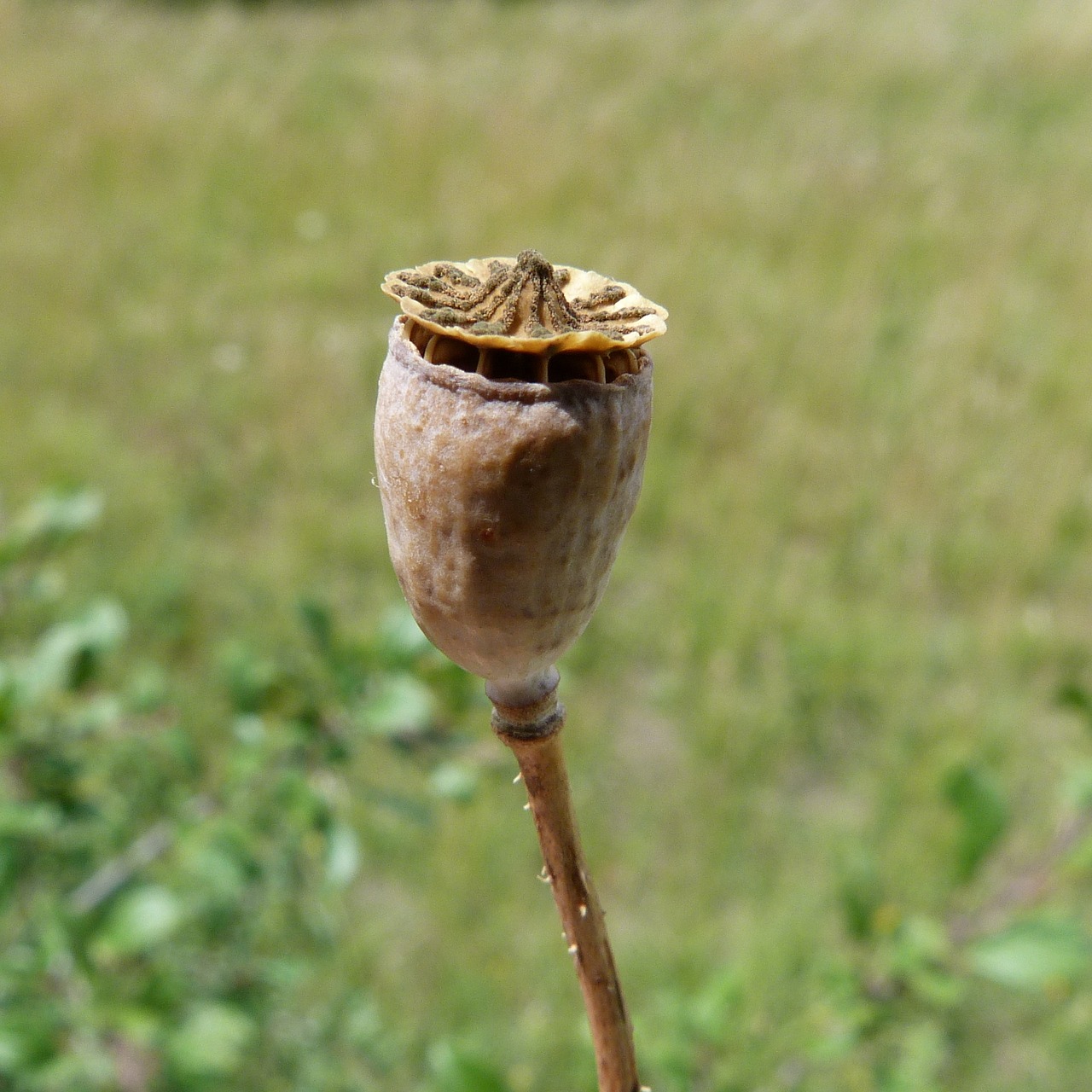 Hieracium Hawk, Gėlė, Sausa Gėlė, Makro, Gamta, Laukai, Vasara, Nemokamos Nuotraukos,  Nemokama Licenzija