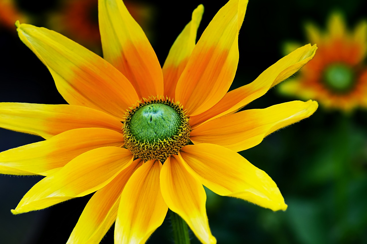 Aukštos Skrybėlę,  Rudbeckia Nitida,  Gėlė,  Žiedas,  Žydi,  Geltona,  Rudens Saulės,  Šviesus,  Schnittblume,  Gamta