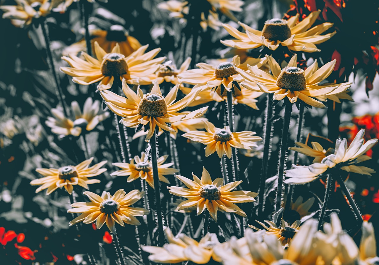 Aukštos Skrybėlę,  Rudbeckia Nitida,  Ap,  Gėlės,  Žydi,  Meadow,  Šviesus,  Geltona,  Skintos Gėlės,  Gamta