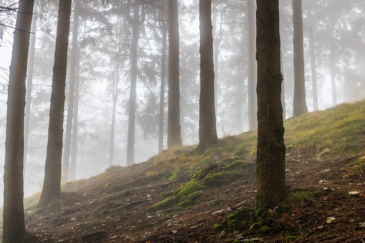 Highland, Kalnas, Medžiai, Augalas, Žolė, Gamta, Rūkas, Miškas, Nemokamos Nuotraukos,  Nemokama Licenzija