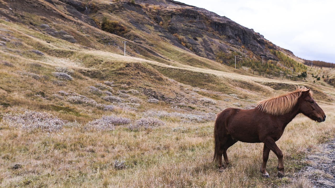 Highland, Ganyklos, Žolė, Kraštovaizdis, Gamta, Arklys, Nemokamos Nuotraukos,  Nemokama Licenzija