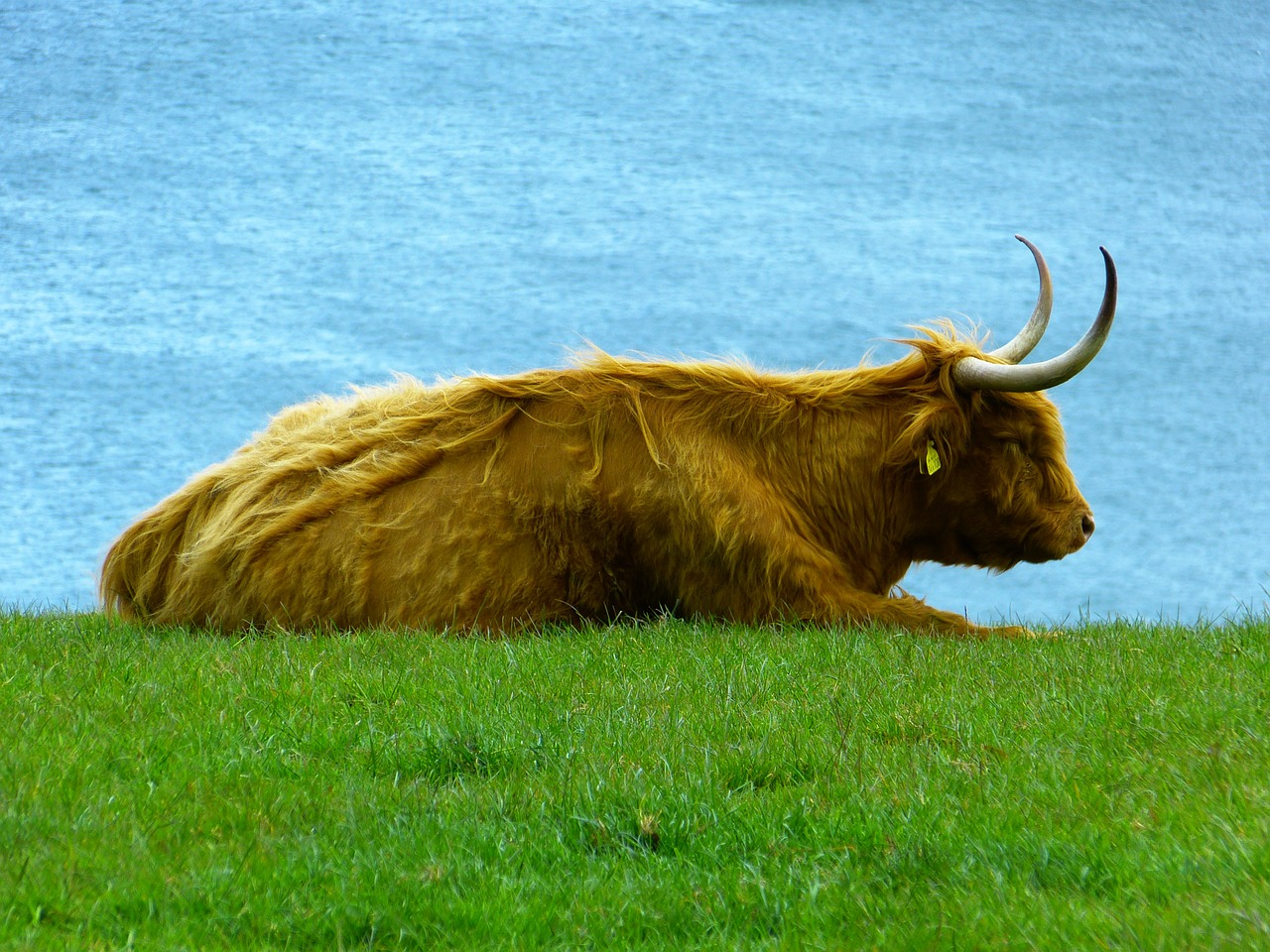 Highland Beef, Kalnų Galvijai, Kyloe, Škotiškas Hochlandrindas, Gyvūnas, Jautiena, Nemokamos Nuotraukos,  Nemokama Licenzija