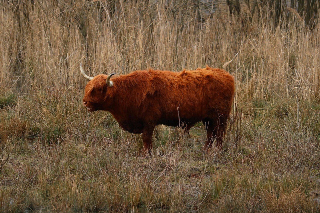 Highland Beef, Laukiniai, Ganykla, Gyvūnas, Pieva, Gamta, Žolė, Vasara, Gyvūnų Pasaulis, Valgyti