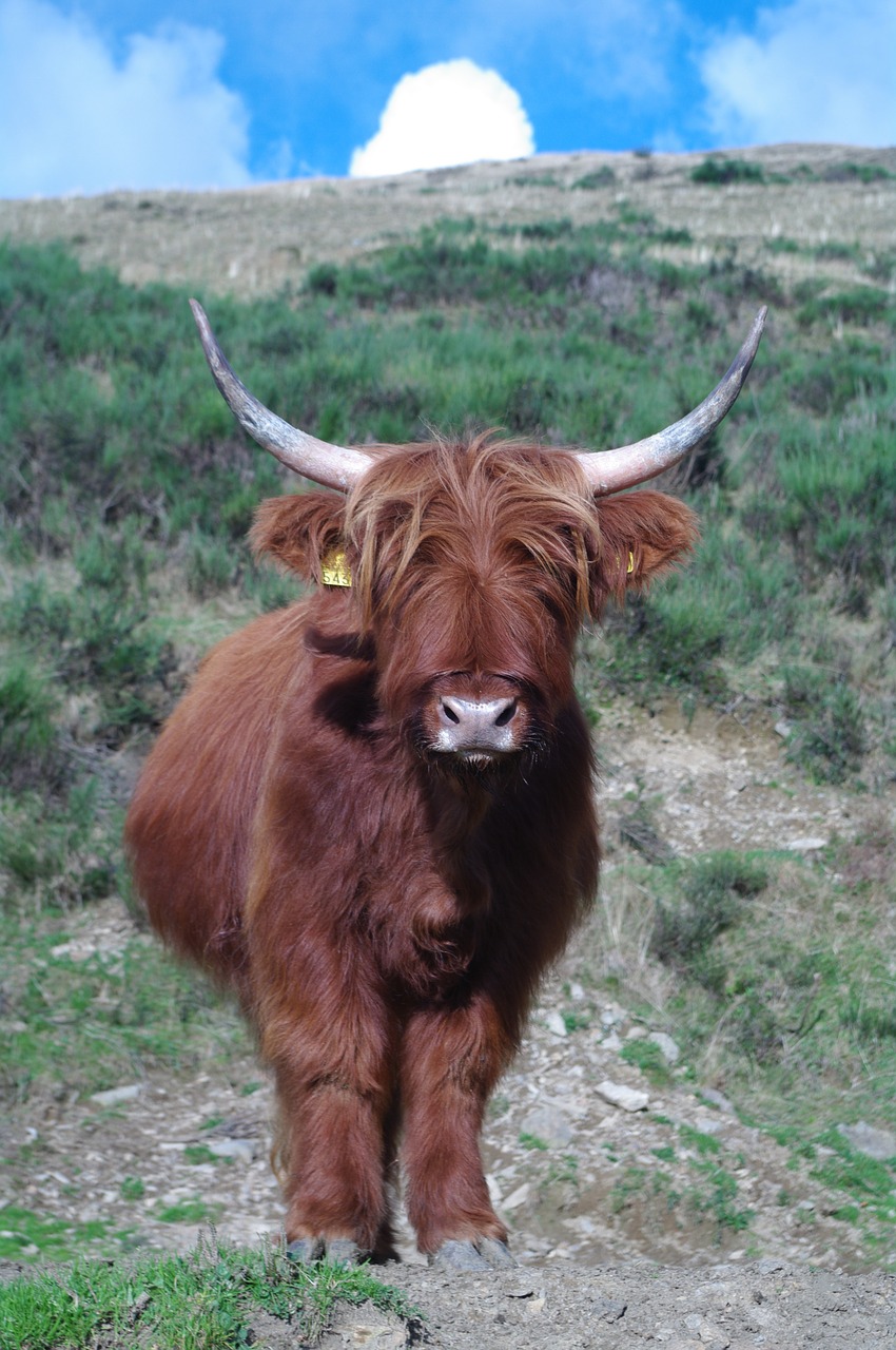 Highland Beef, Ticino, Gamta Konkrečiai, Tierhaltung Gerovė, Nemokamos Nuotraukos,  Nemokama Licenzija